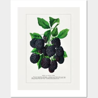 Erie Blackberry lithograph (1900) Posters and Art